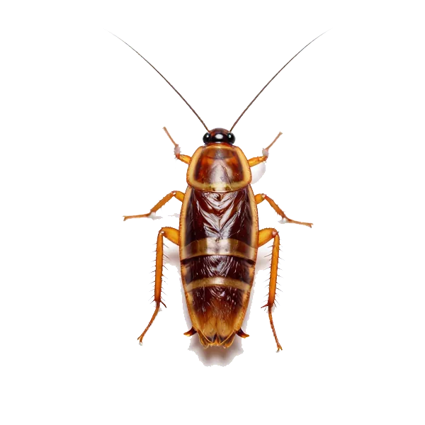 Cockroaches